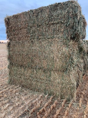 New Season Wheaten Hay + Freight