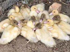 muscovy ducklings