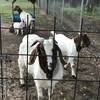 FOUR GOATS FOR SALE