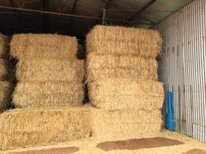 Wheat straw Gilgandra nsw