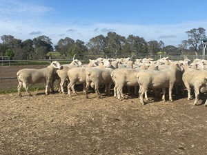 WAKELEIGH White Suffolk Rams