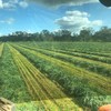 Oaten Round Rolls