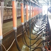 Milk Plant, 24 Milkaware Cup Removers