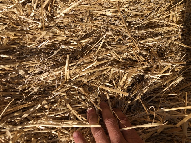 200 m/t of Header Trailed Straw 450 Kgs