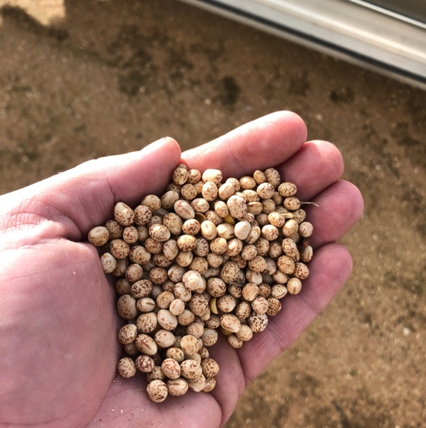 Bulk Lupins For Sale 