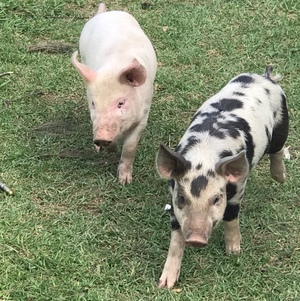 Piglets Large White