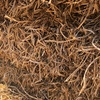 Pea Straw Small Square Bales