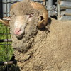 AI Merino Rams Rockbank / Yarrawonga blood