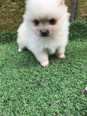 Gorgeous Purebred Pomeranian puppies,
