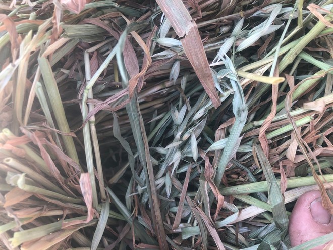 Oaten Hay Small Bales