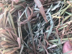 Oaten Hay Small Bales