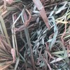 Oaten Hay Small Bales
