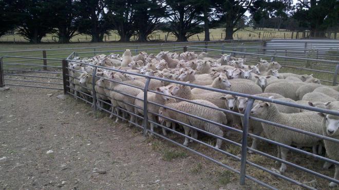 Wether lambs