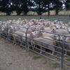 Wether lambs