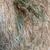 Barley Hay 8x4x3 Bales