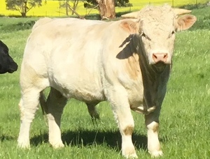 Purebred French Charolais