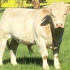 Purebred French Charolais 
