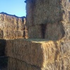 100 mt wheaten hay