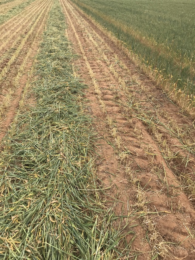 50mt Wheaten Hay 8x4x3 Bales