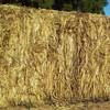 100 mt wheaten hay
