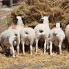 PUREBRED DORPER RAMS 