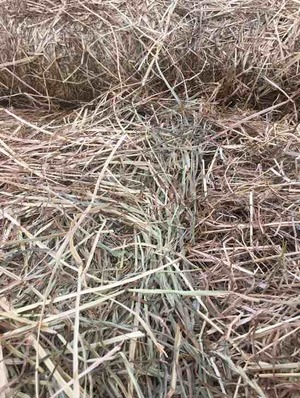 Rye grass hay