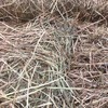 Rye grass hay