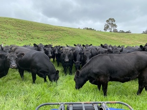 Angus Heifers