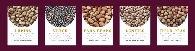 WANTED 30mt Faba Beans or Peas/Lupins - no weeds