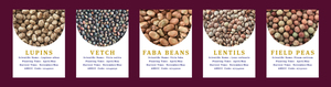 WANTED 30mt Faba Beans or Peas/Lupins - no weeds