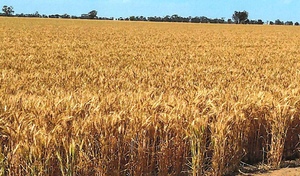 826 Acres of Prime Wimmera Cropping Land for Lease by Tender