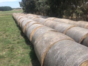 Pasture Hay