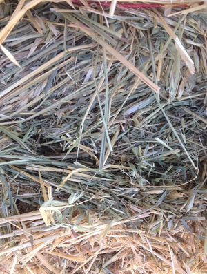 500 x Oaten Hay Small Squares 