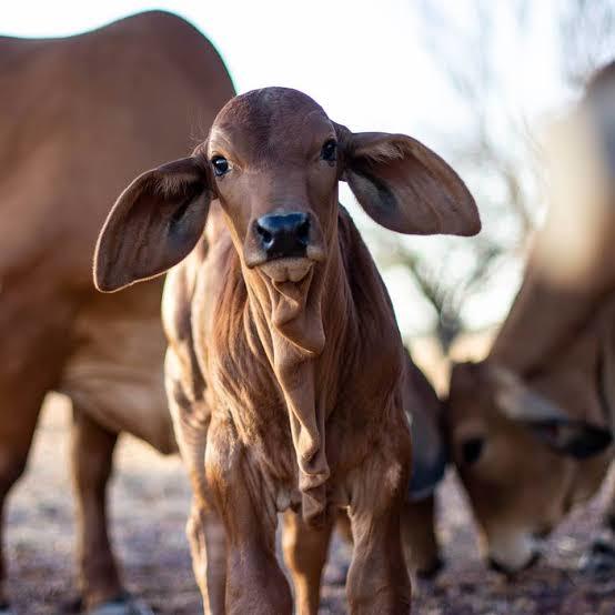 PK MUSTERING  SERVICES