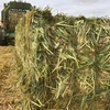 1 x B Double Load Millet Hay 8x4x3 (High Moisture)