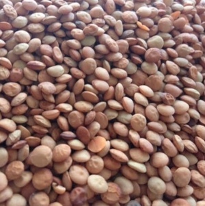 100mt Lentils