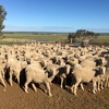 194 Merino Ewes with 124 Lambs