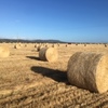 Wheaten Hay 5x4 Round Bales 