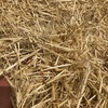 Barley Straw