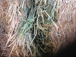 Barley & Vetch Hay