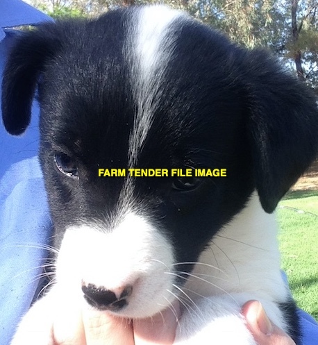 WANTED Border Collie or Blue Heeler