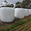 Young leafy Ryegrass Silage