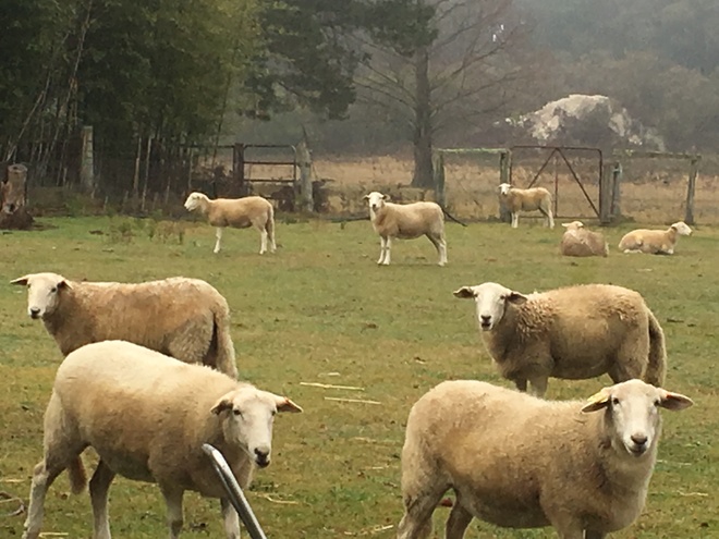 Wiltipoll Maiden Ewes 10mths