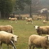 Wiltipoll Maiden Ewes 10mths