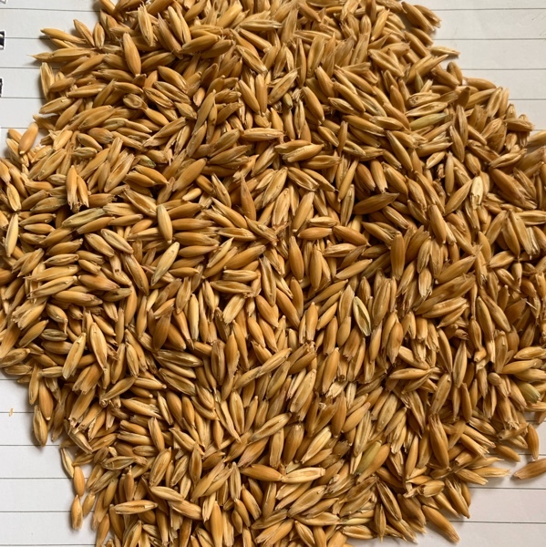 OATS - quality Eurabbie