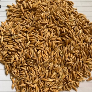 OATS - quality Eurabbie