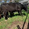15 PTIC Hereford x Friesian and Angus x Friesian 2 yr old Heifers 