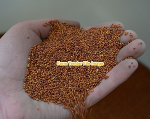 Arrow Leaf Clover Seed