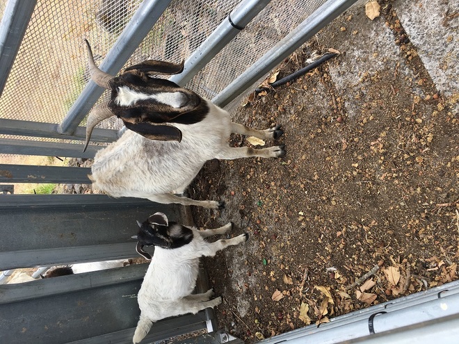 Goats Boer Nannies with kids at foot.