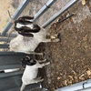 Goats Boer Nannies with kids at foot.